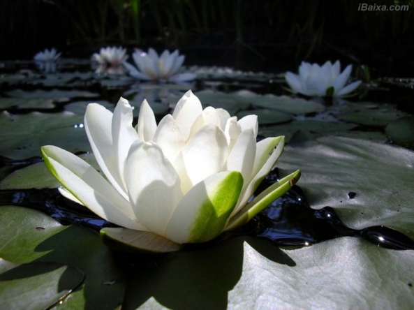 lotus branca
